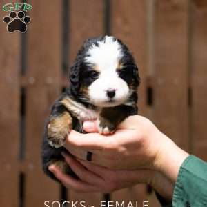 Socks, Bernese Mountain Dog Puppy